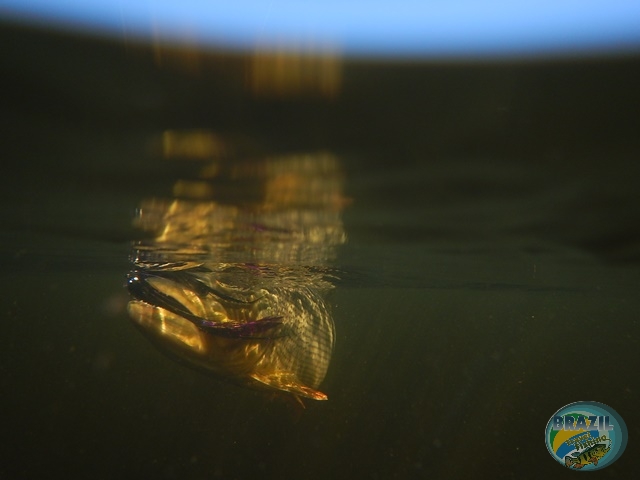 PIRA LODGE - Pantanal Argentino - Temporada 2.016